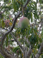 Organic Assorted- Mangos